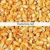 100% high quality Yellow Maize