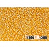 Yellow Corn/Maize for Animal Feed / YELLOW CORN FOR POULTRY FEED