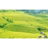 Medium round grain rice. short grain rice, japonica rice Rice sales4@vinarice.vn