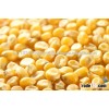White and Yellow Corn/Maize GRADE 1