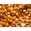 Yellow Maize/Corn