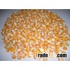White and yellow corn maize for human consumption and animal feed