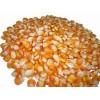 New Stock Grade 2 Yellow Corn for Animal Feed for sale