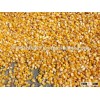 CORN SEED