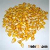 Best type of maize