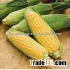 FRESH YELLOW CORN FROM VIET NAM