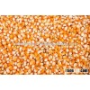 Yellow Maize (Corn) for Animal Feed