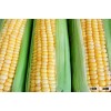 Frozen corn/Fresh Sweet corn/Canned Sweet kernel Yellow Corn for sale