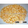 Non GMO Yellow maize/corn