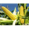 Frozen/Dried Yellow sweet corn for Human consumption