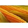 Yellow Corn/Maize for Animal Feed