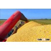 Buy Yellow Corn and Sweet Corn Kernels (New Cultivation Organic IQF Frozen and Fresh)