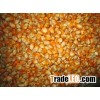 KERNEL CORN