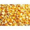 100% dried Natural Yellow Dried Maize/Corn