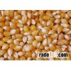 yellow corn