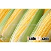 yellow corn for popcorn best quality