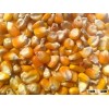 Yellow corn for human consumption