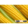 Corn