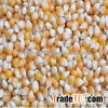 White/Yellow maize Yellow Maize or White Maize for sale