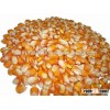 yellow corn