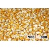 Yellow Corn