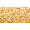 YELLOW CORN / MAIZE FOR ANIMAL FEED / NON - GLUTINOUS and GLUTINOUS