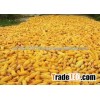 DELICIOUS YELLOW MAIZE