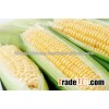FRESH AND FROZEN YELLOW CORN BEST PRICE