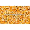 Yellow Corn