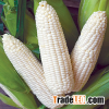 high quality iqf frozen sweet corn