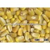 YELLOW MAIZE