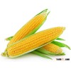 Vietnamese yellow maize at the cheapest price