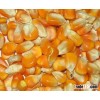 Yellow Maize For Human and Animal Consumpotion