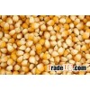 Corn, Yellow Corn, White Corn, Yellow Corn for animal feed for sale