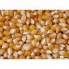 YELLOW CORN/MAIZE FOR ANIMAL FEED
