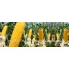 yellow maize supplier from india