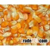 YELLOW CORN