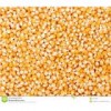 NEW and OLD CROP YELLOW CORN/MAIZE FOR ANIMAL FEED / POULTRY FEED / NON-GMO /