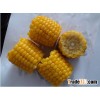 White and Yellow Corn (Human Consumption & Animal Feed)