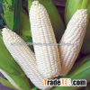 Nuticious White and Yellow Maize Corn for sale at cheap prices