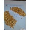 yellow maize at superior quality