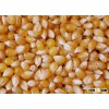 YELLOW CORN / YELLOW MAIZE