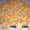 Yellow Maize for Human Consumption