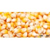 High Quality Yellow Maize
