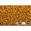 POP Corn, Popcorn Butterfly, Maiz Pisingallo, Korn, Corn