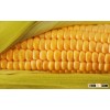 Yellow corn animal feed