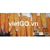 Dried Yellow Corn/ Maize from Vietnam