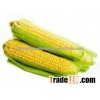 FRESH YELLOW CORN BIG SIZE