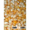 Yellow Popcorn Kernel