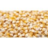 Nuticious White and Yellow Maize Corn for Sale At Cheap Prices